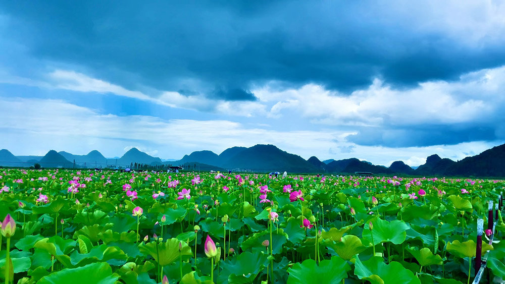 A Lake of Lotuses, A Sea of Calm