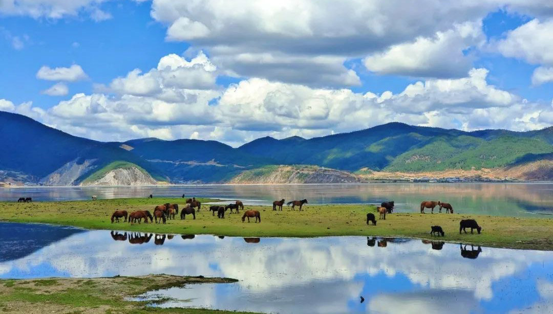 Napa Lake Wetland