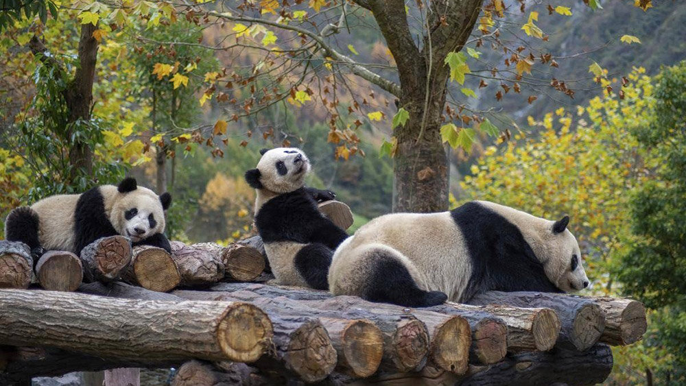 Chengdu: Cute Pandas, Spicy Feasts, and Scenic Secrets to Explore