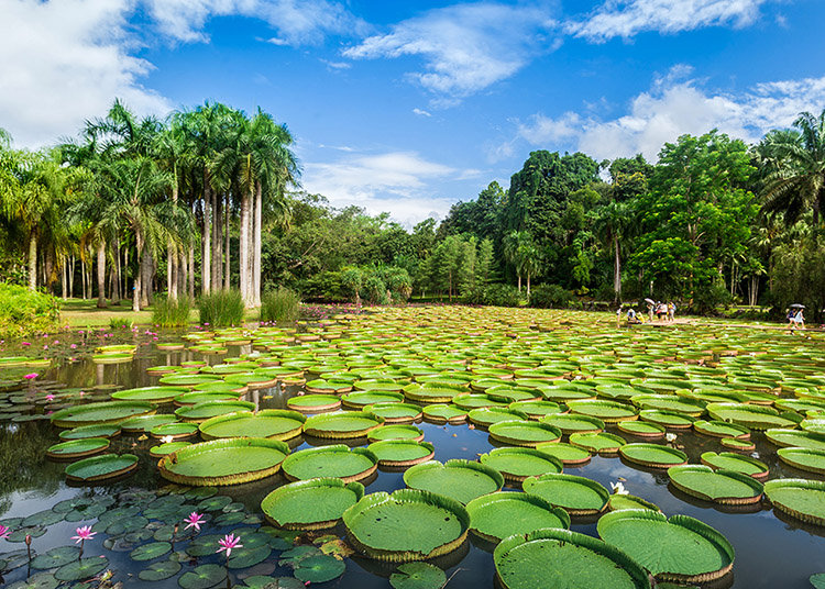 Xishuangbanna Tropical Botanical Garden – China’s Largest Tropical Plant Collection