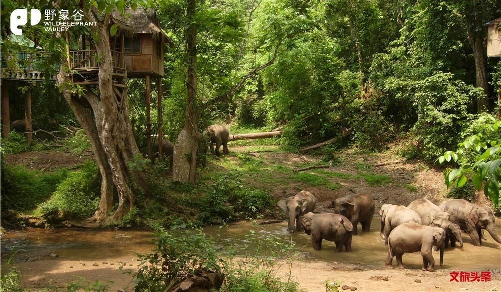 Wild Elephant Valley (野象谷) – A Rare Glimpse of Wild Asia