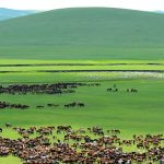 Inner Mongolia Travel Guide: Endless Grasslands, Nomadic Stories, and Local Flavors
