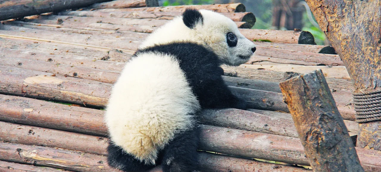 Research Base of Giant Panda Breeding, Chengdu