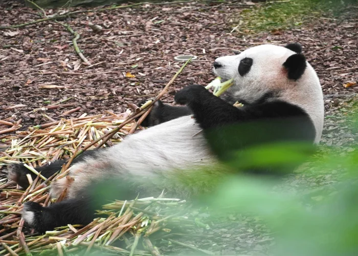 Research Base of Giant Panda Breeding, Chengdu