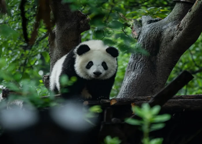 Research Base of Giant Panda Breeding, Chengdu