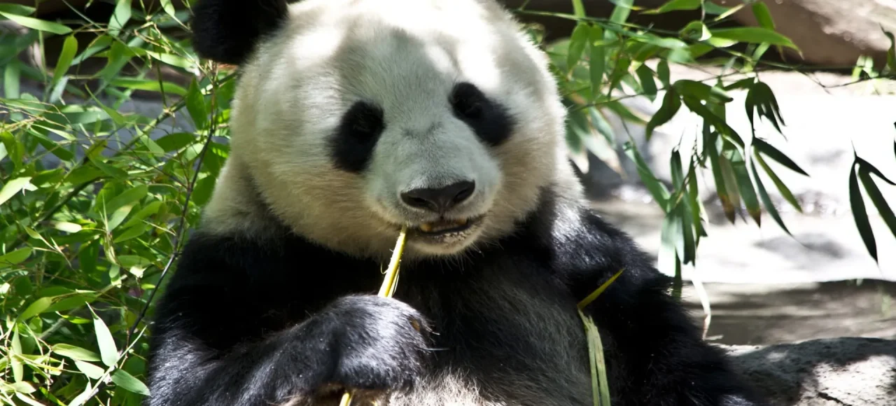 Research Base of Giant Panda Breeding, Chengdu