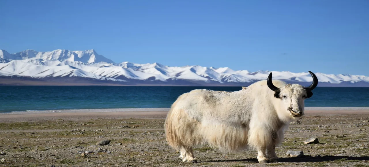 XIZANG