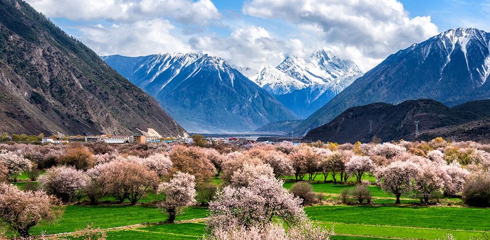 Tibet: A Whimsical Journey Through the Nyingchi Peach Blossom Festival