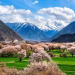 Tibet: A Whimsical Journey Through the Nyingchi Peach Blossom Festival