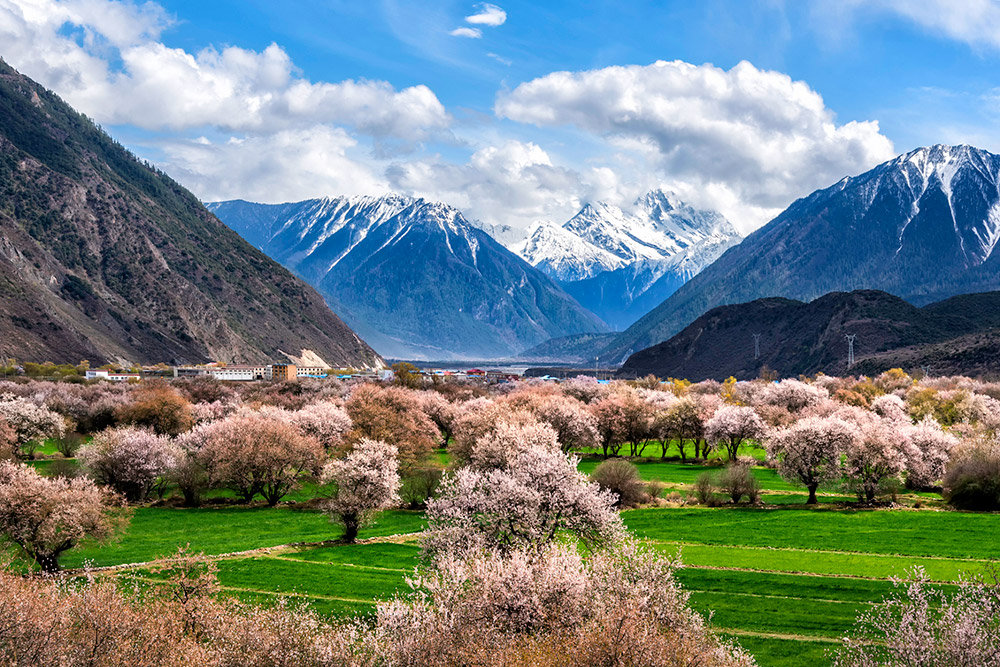Tibet: A Whimsical Journey Through the Nyingchi Peach Blossom Festival