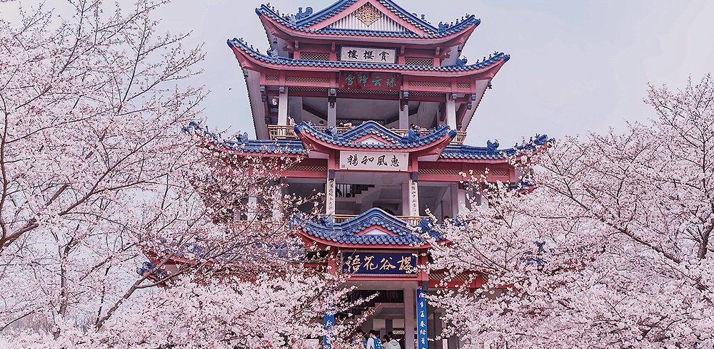 China’s Most Instagrammable Flower Viewing Spots: Where and When to See the Blossoms