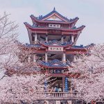 China’s Most Instagrammable Flower Viewing Spots: Where and When to See the Blossoms