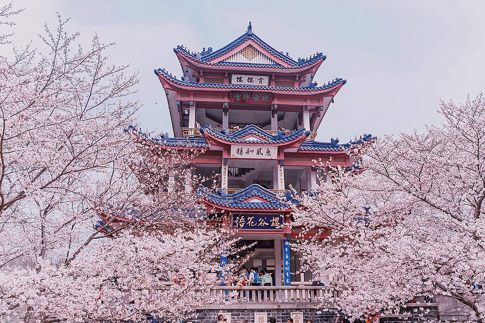 China’s Most Instagrammable Flower Viewing Spots: Where and When to See the Blossoms