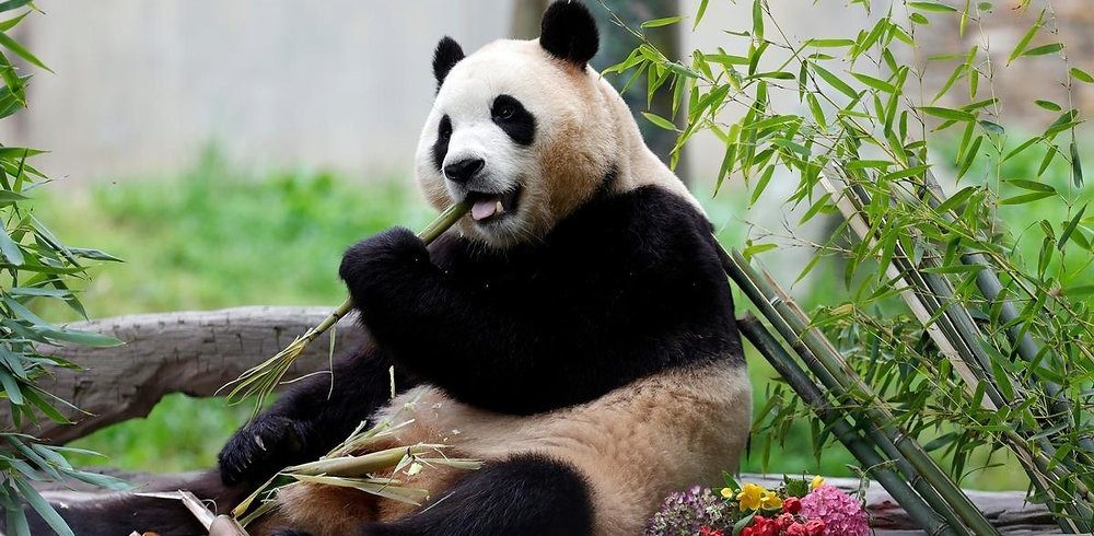 Panda-Mania: Discovering China’s National Treasure and the Magic of Chengdu
