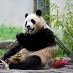 Panda-Mania: Discovering China’s National Treasure and the Magic of Chengdu