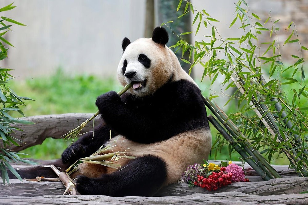 Panda-Mania: Discovering China’s National Treasure and the Magic of Chengdu