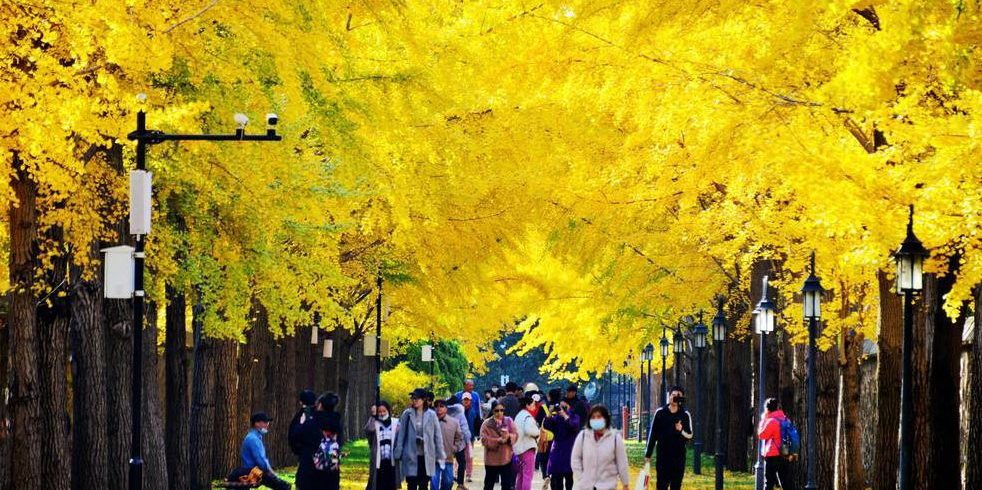 Beijing's Ginkgo Avenue: A Golden Wonderland Just in Time for Autumn!