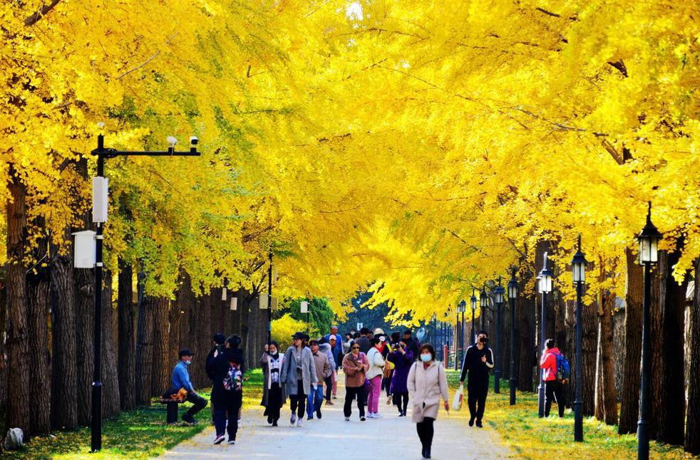 Beijing's Ginkgo Avenue: A Golden Wonderland Just in Time for Autumn!