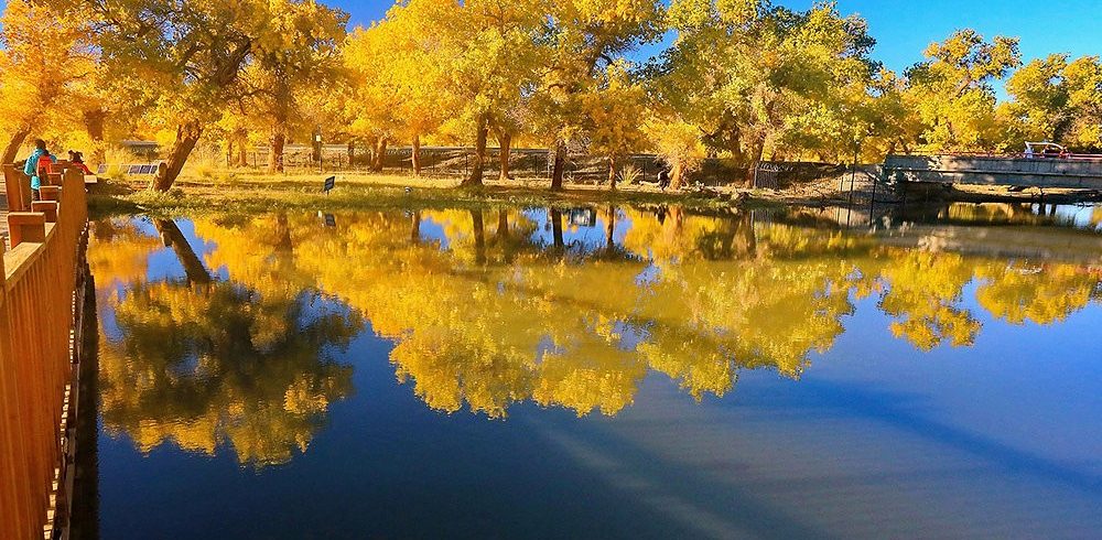 Travel Guide to Ejina Populus Euphratica Forest: A Mesmerizing Autumn Adventure in China