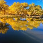 Travel Guide to Ejina Populus Euphratica Forest: A Mesmerizing Autumn Adventure in China Travel Guide to Ejina Populus Euphratica Forest: A Mesmerizing Autumn Adventure in China