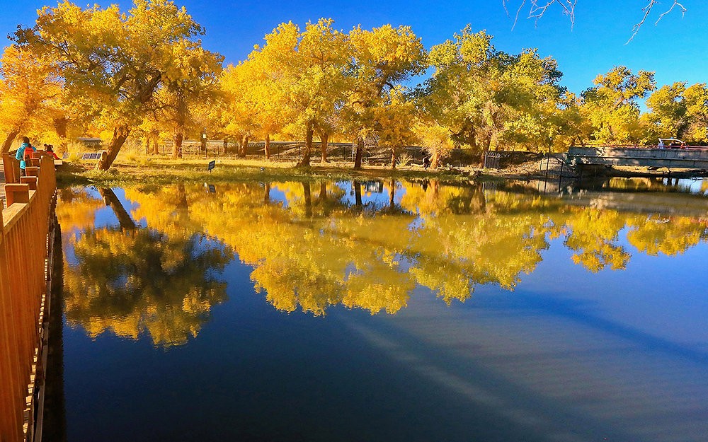 Travel Guide to Ejina Populus Euphratica Forest: A Mesmerizing Autumn Adventure in China