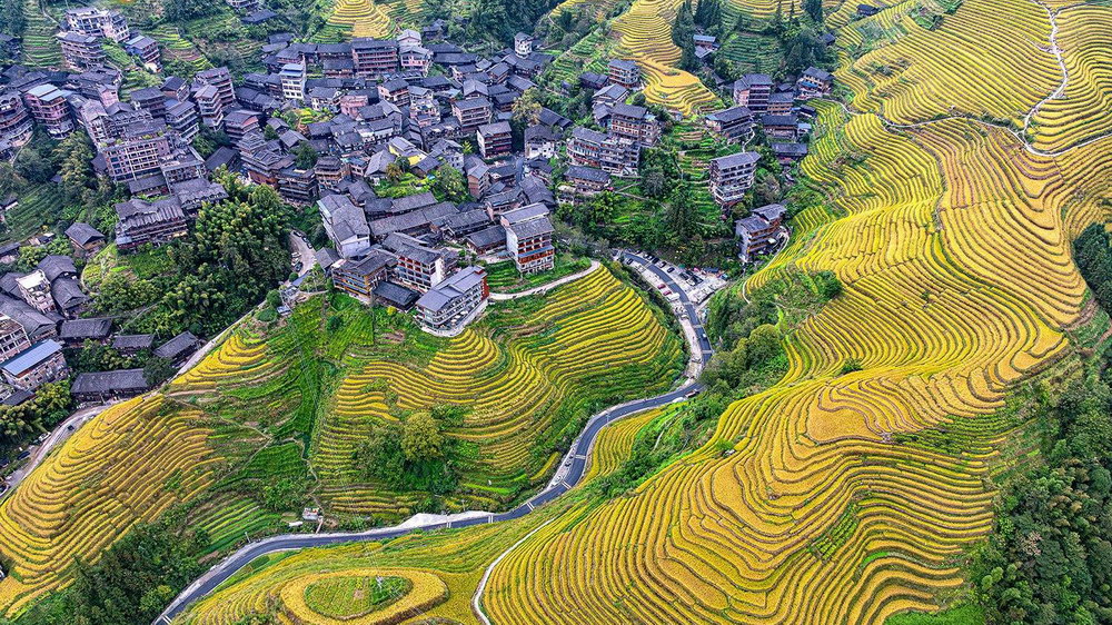 Guangxi Longji Rice Terraces: A Flowing Golden Symphony of Autumn