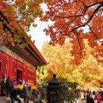 Beijing Xiangshan Autumn Red Leaf Travel: Frost-Kissed Colors of the Imperial Hills Beijing Xiangshan Autumn Red Leaf Travel: Frost-Kissed Colors of the Imperial Hills