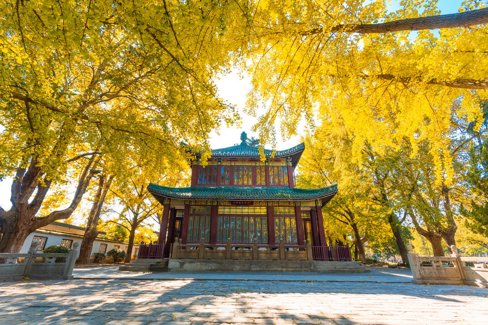 Nanjing Autumn Travel Guide – Golden Leaves and Ancient Whispers in the City of Six Dynasties