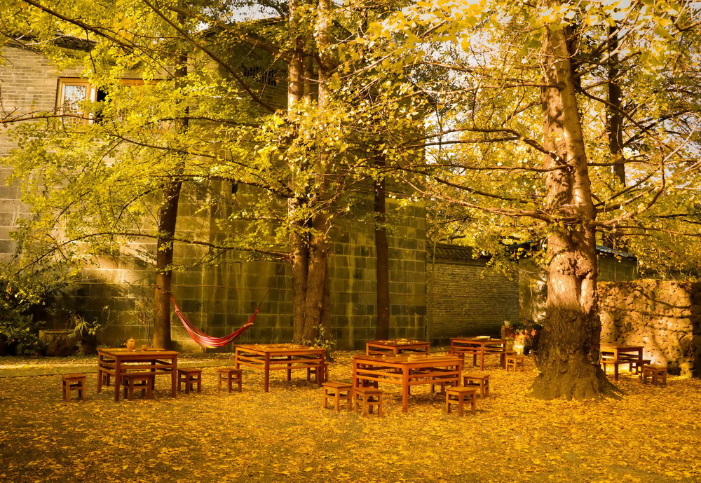 Yunnan Tengchong Autumn Travel Guide: Discover the Golden Ginkgo Wonderland 