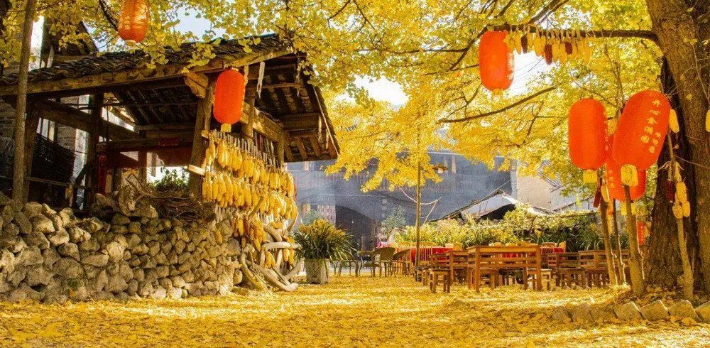Yunnan Tengchong Autumn Travel Guide: Discover the Golden Ginkgo Wonderland
