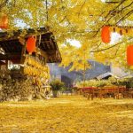 Yunnan Tengchong Autumn Travel Guide: Discover the Golden Ginkgo Wonderland
