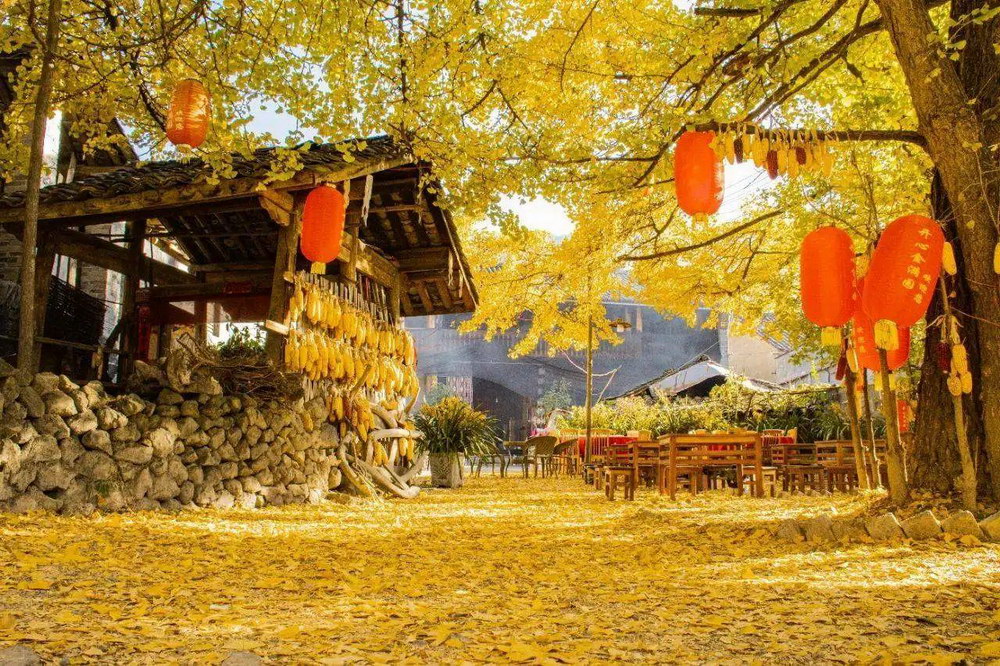 Yunnan Tengchong Autumn Travel Guide: Discover the Golden Ginkgo Wonderland 